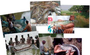 স্বাবলম্বী হোন মাছ চাষে